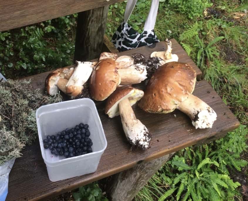 Frisch gesammelte Blaubeeren aus Stuben mit grossen Pilzen